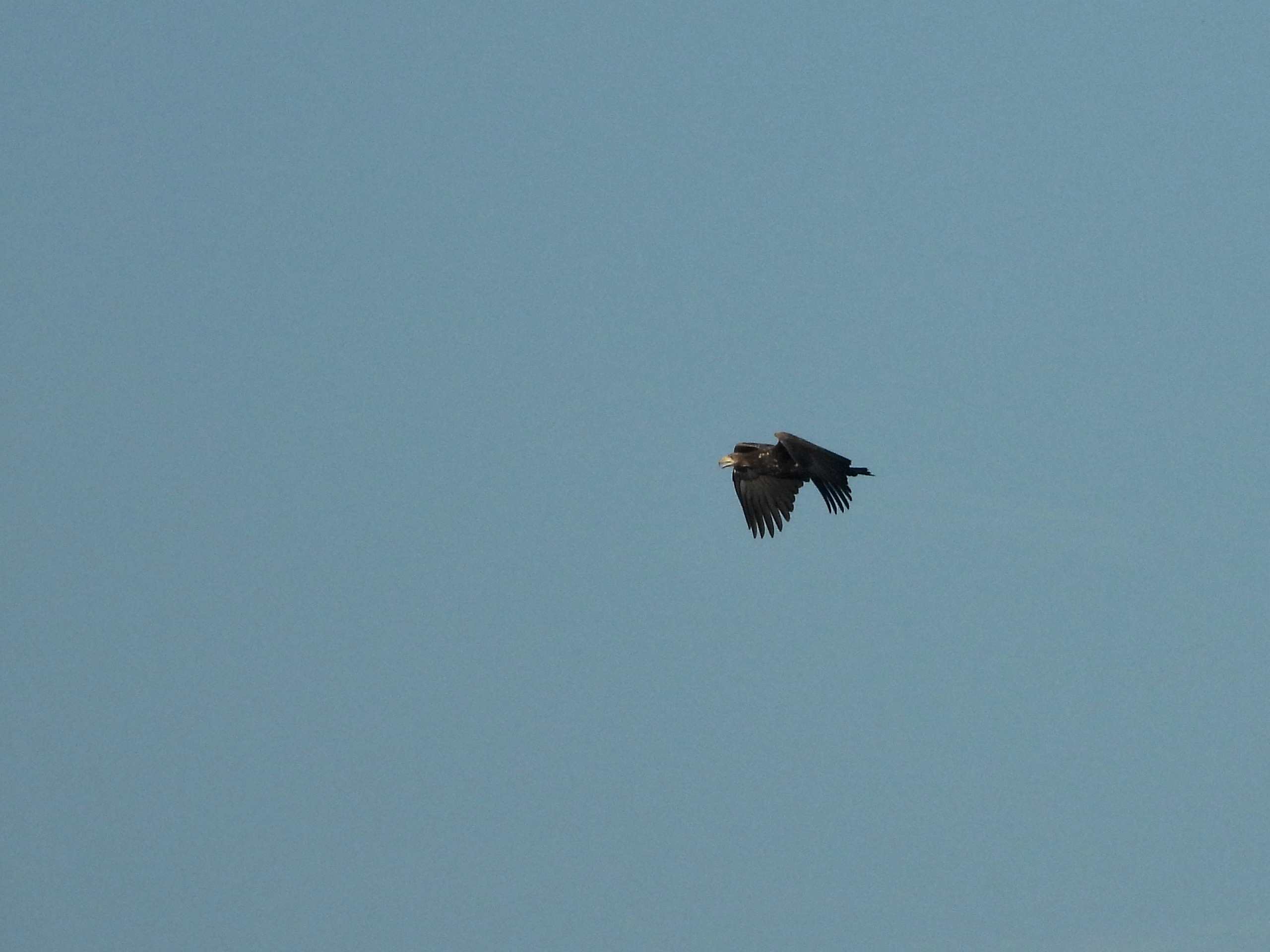 Brabantse Biesbosch