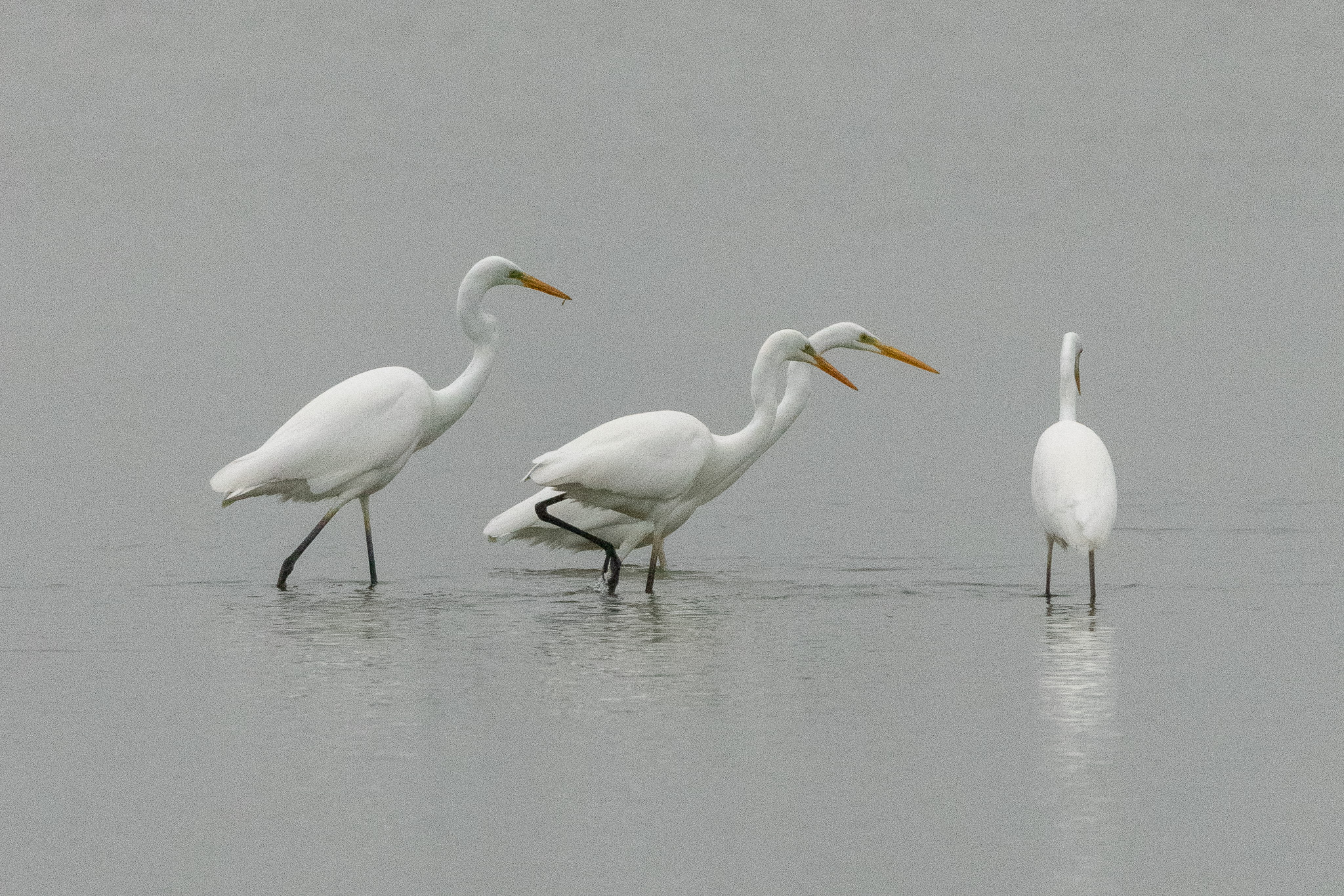 Midweek excursie naar de Beninger Slikken